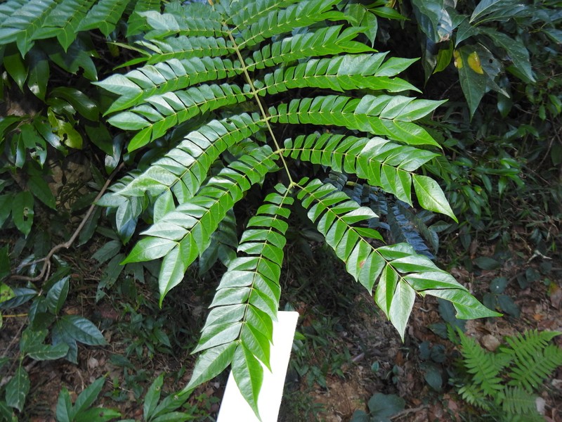 Archidendron clypearia photo 2