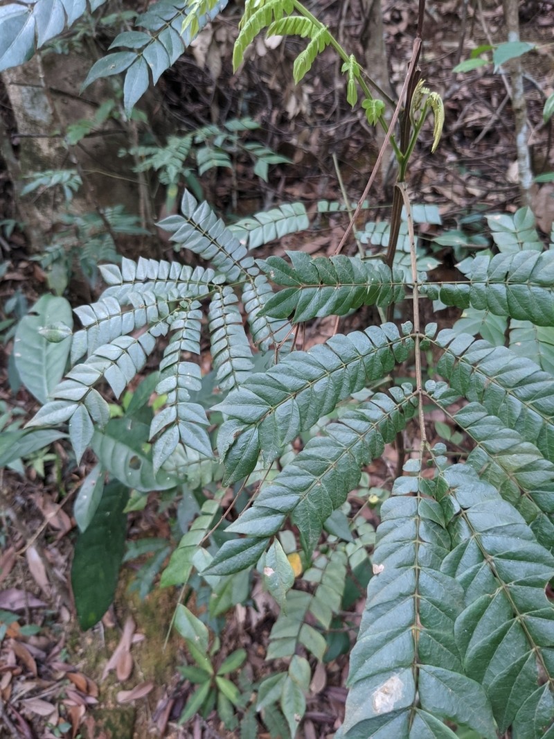 Archidendron clypearia photo 3