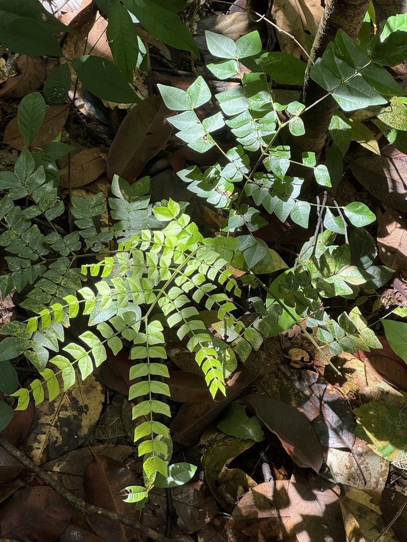 Archidendron clypearia photo 4