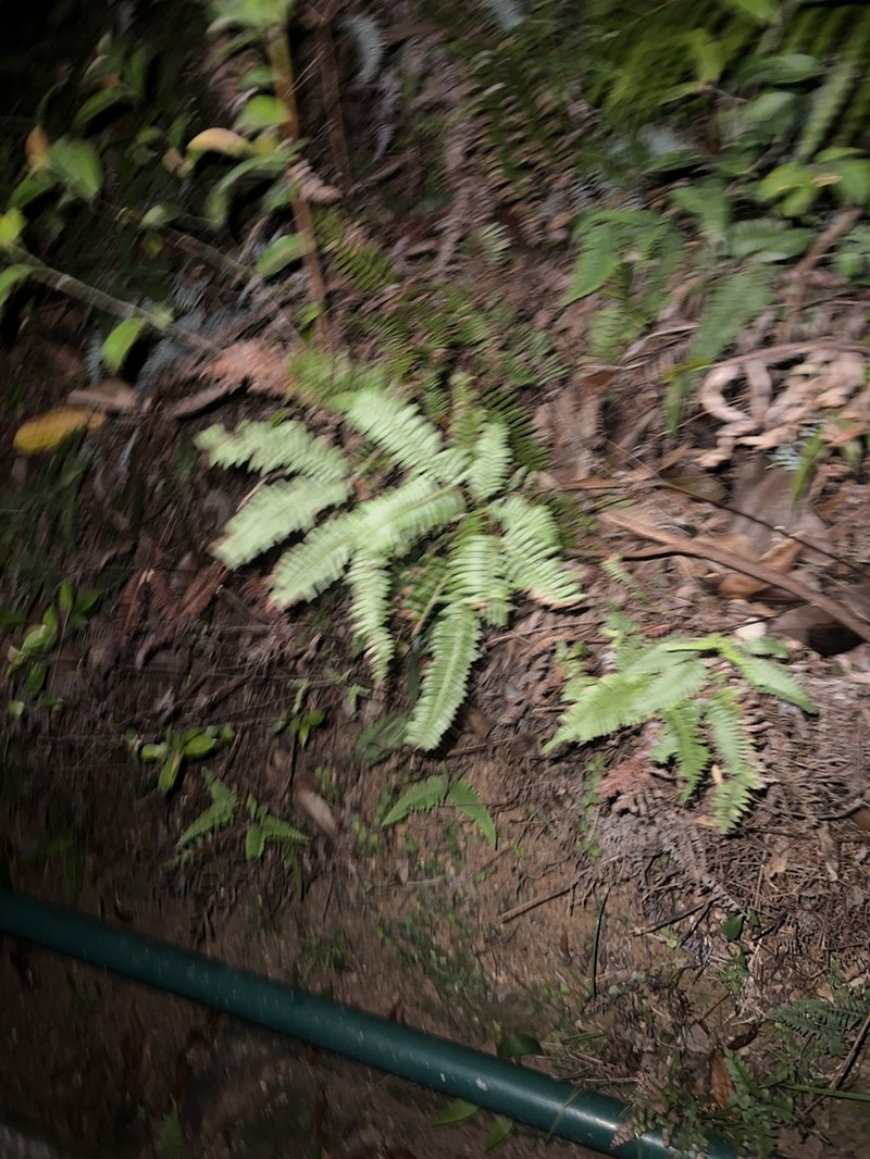 Archidendron clypearia photo 5