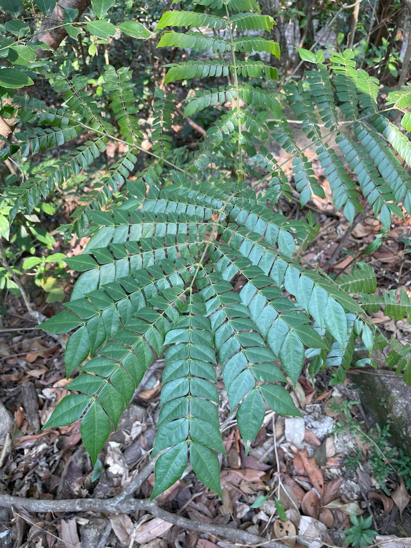 Archidendron clypearia photo 6