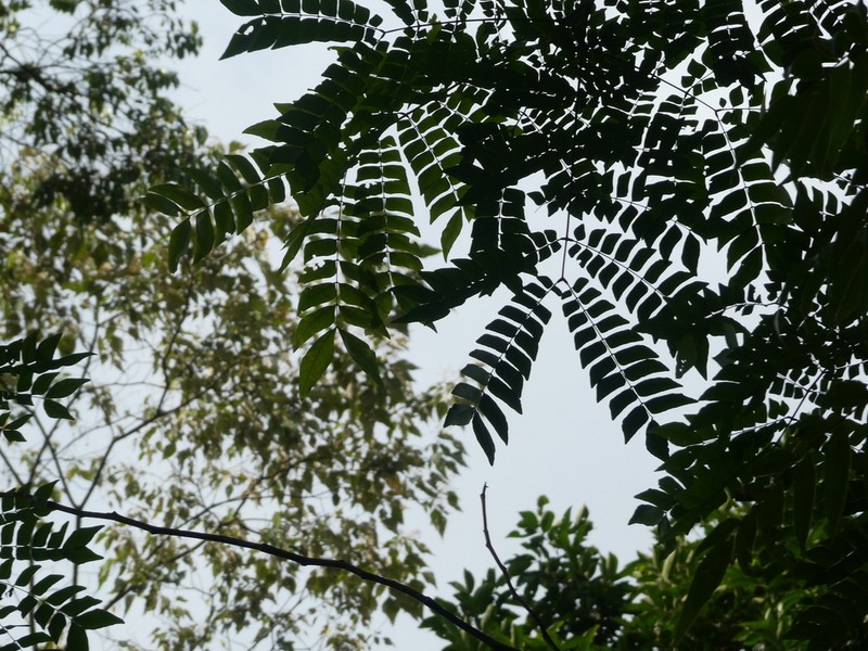 Archidendron clypearia photo 7