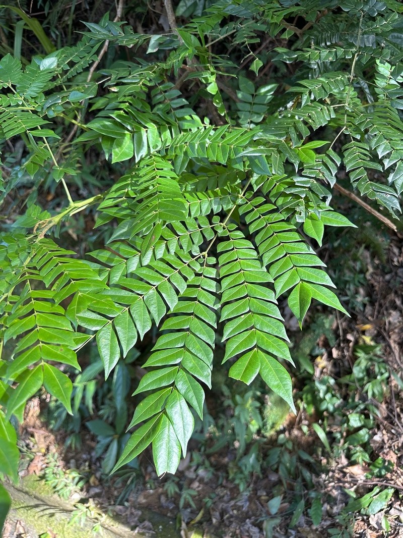 Archidendron clypearia photo 8