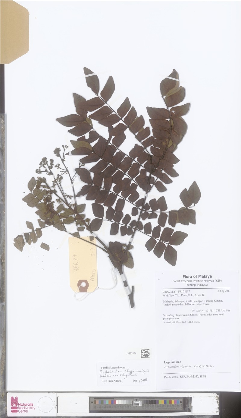 Archidendron clypearia subsp. clypearia
