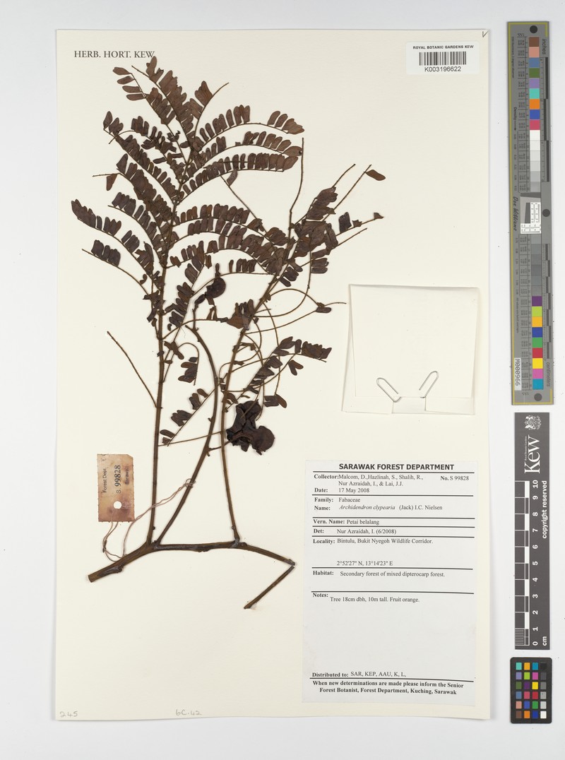 Archidendron clypearia subsp. clypearia photo 2