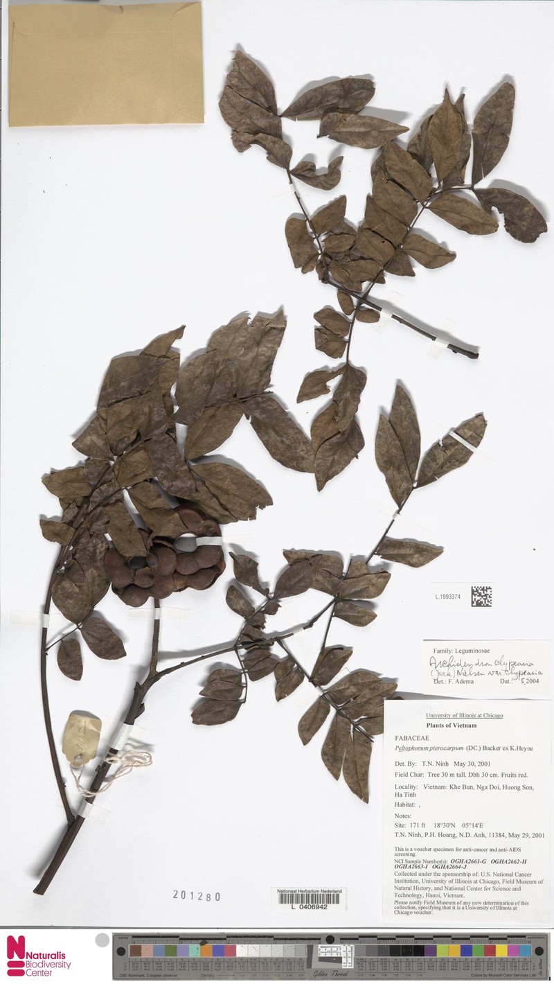 Archidendron clypearia subsp. clypearia photo 3