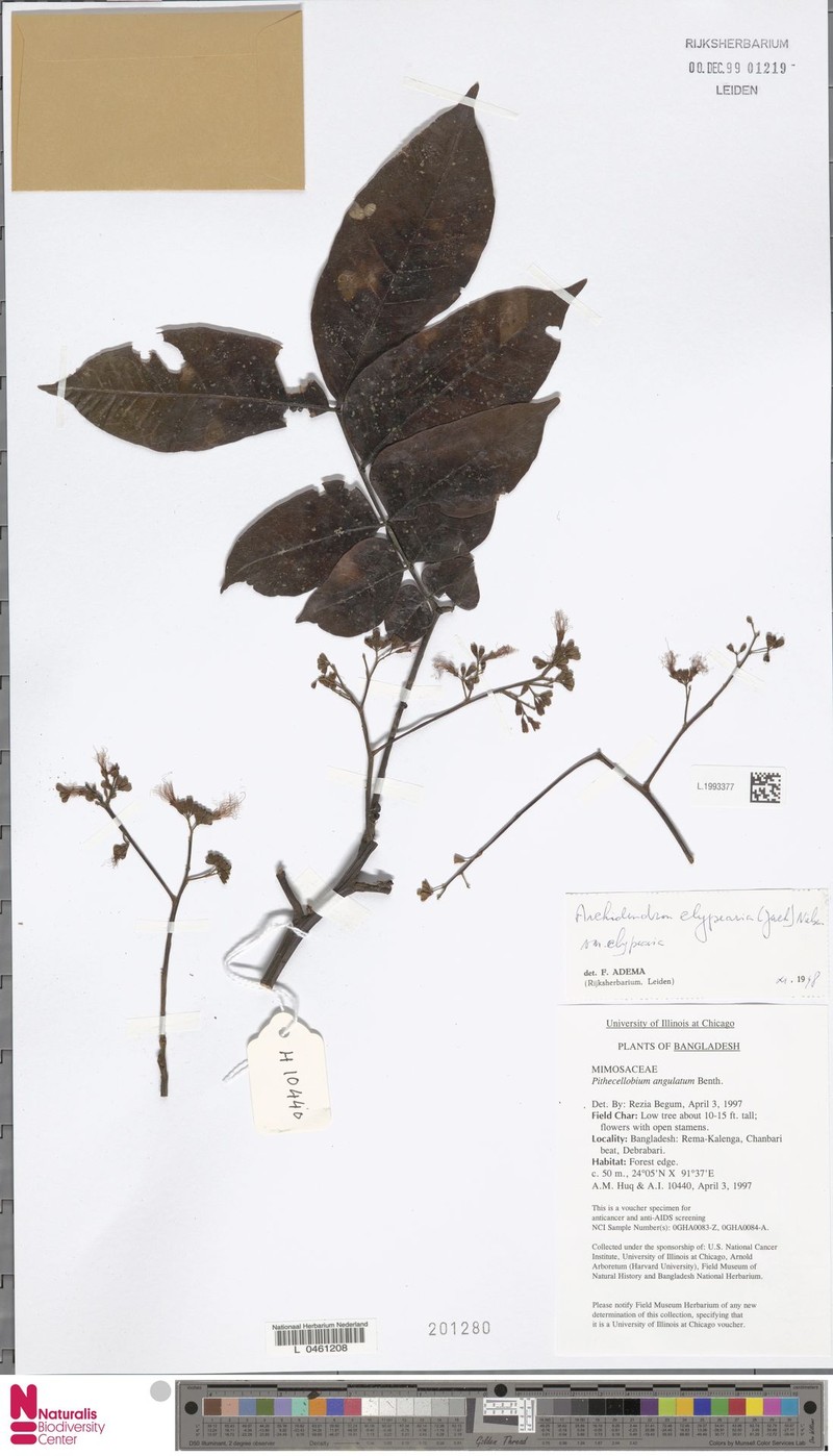 Archidendron clypearia subsp. clypearia photo 4
