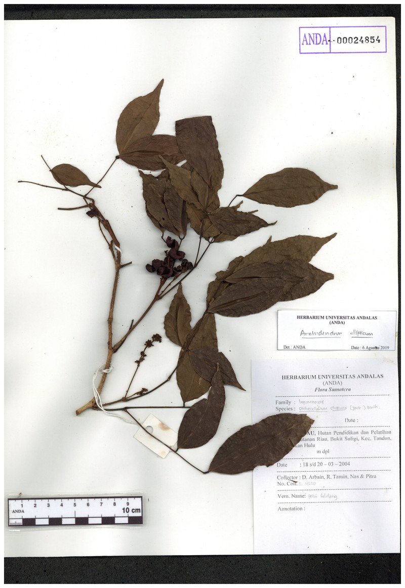 Archidendron cockburnii