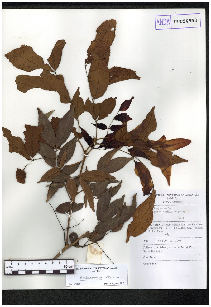 Archidendron cockburnii photo 2