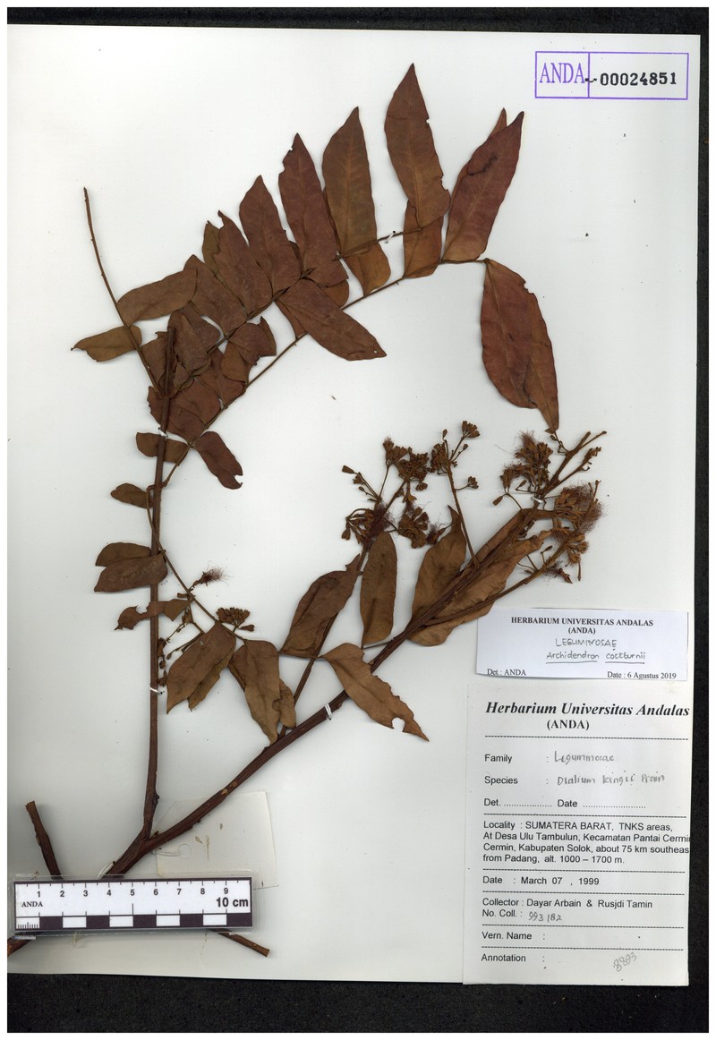 Archidendron cockburnii photo 3