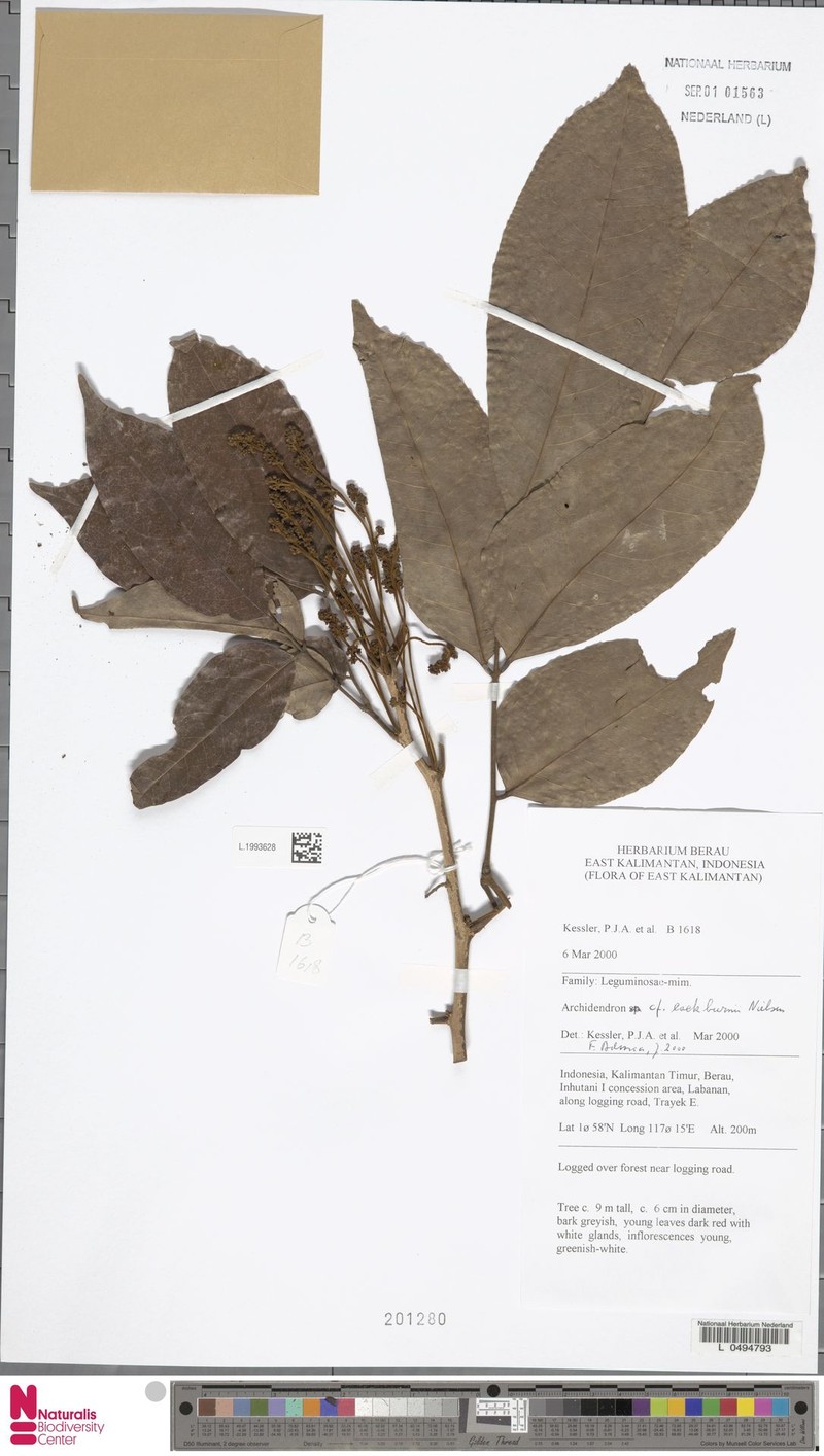 Archidendron cockburnii photo 5