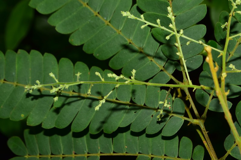 Archidendron contortum