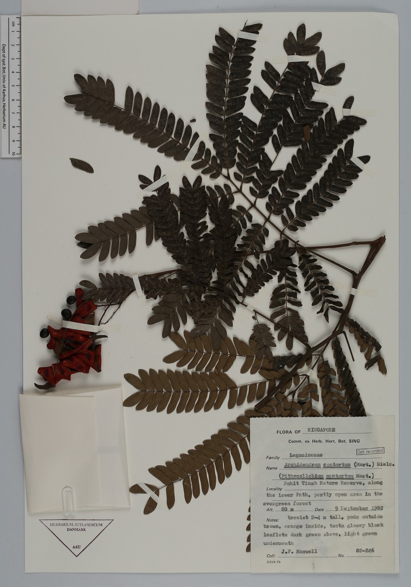Archidendron contortum photo 2