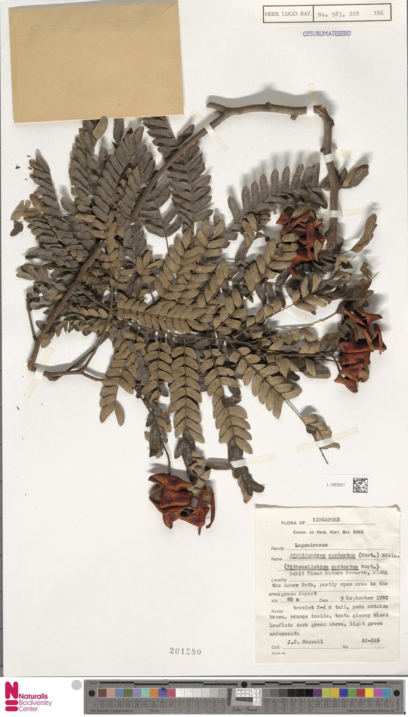 Archidendron contortum photo 3