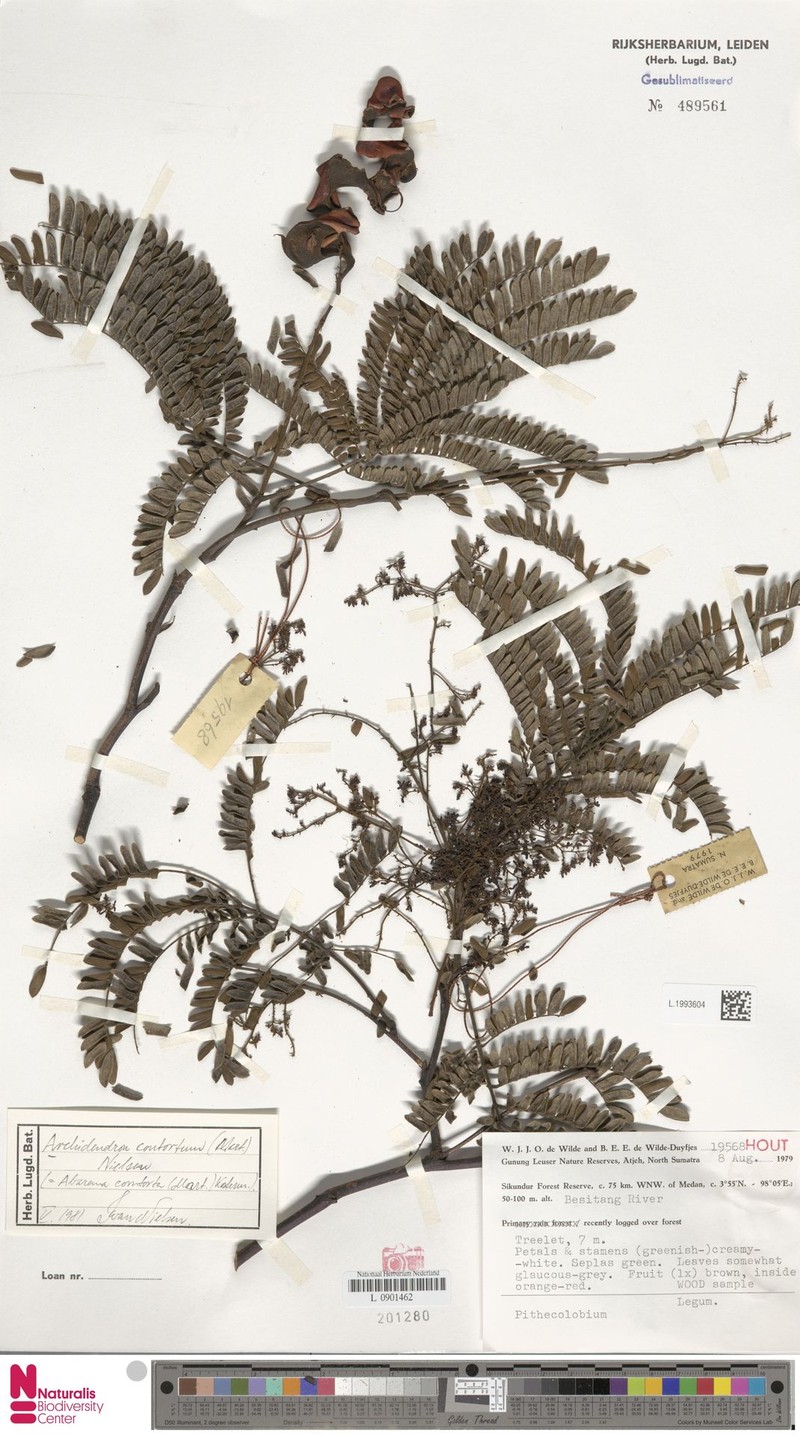 Archidendron contortum photo 4