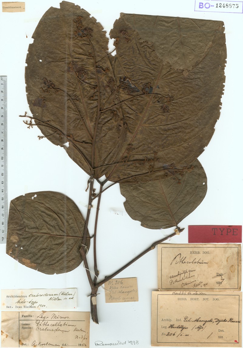 Archidendron crateradenum