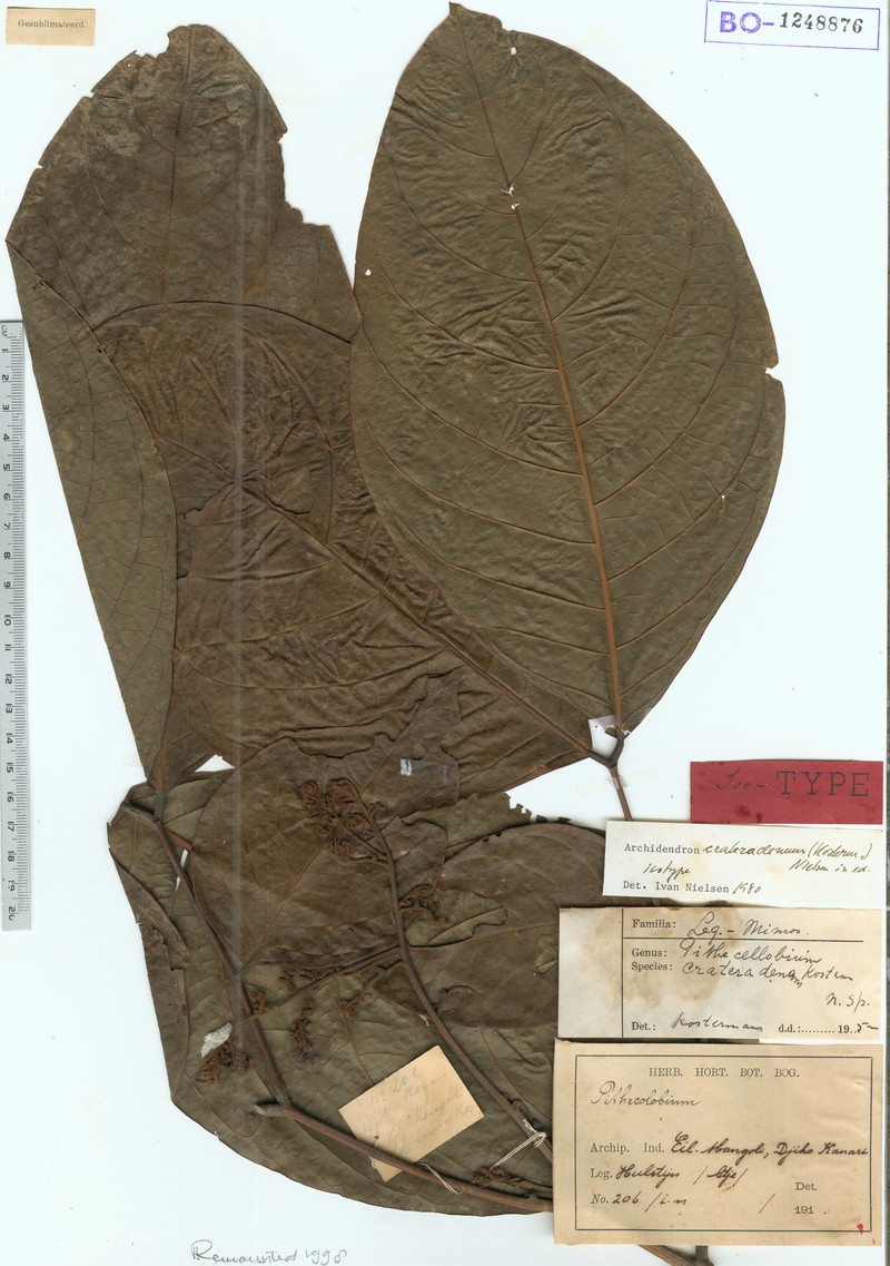 Archidendron crateradenum photo 2