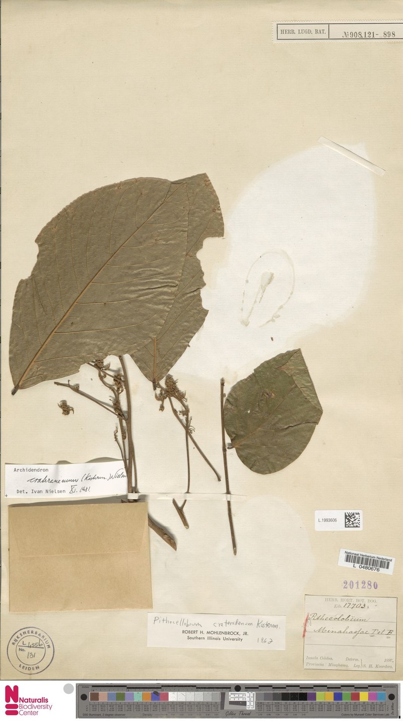Archidendron crateradenum photo 3