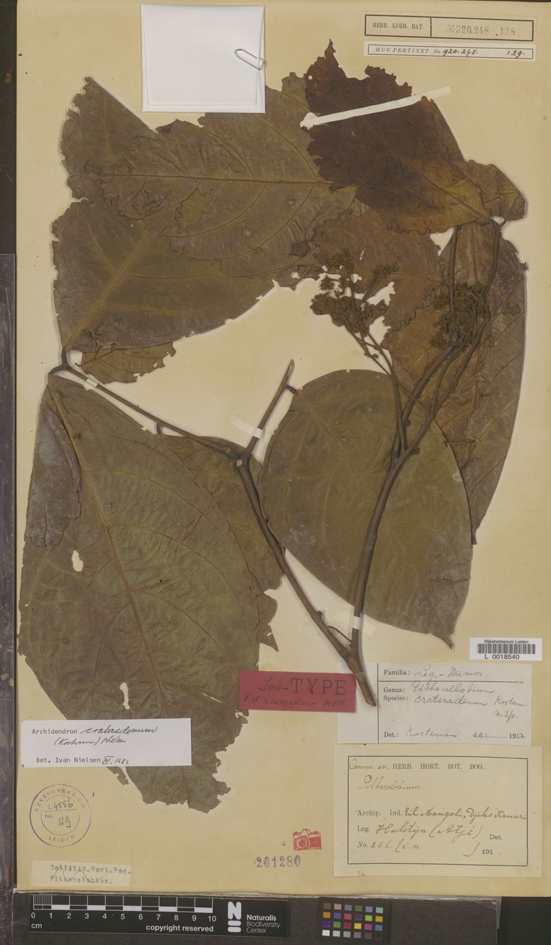 Archidendron crateradenum photo 4
