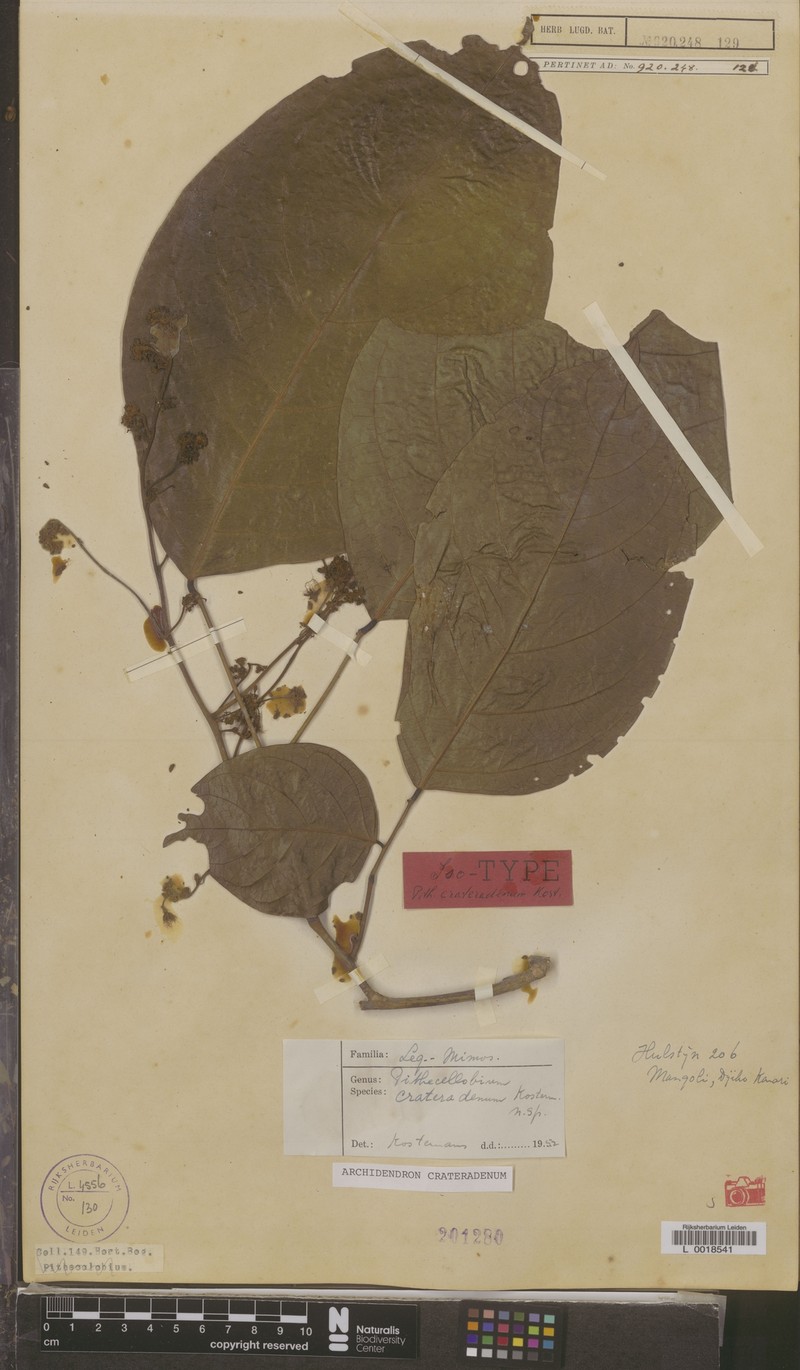 Archidendron crateradenum photo 5