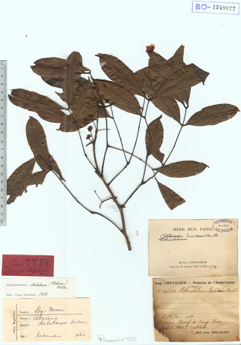 Archidendron dalatense