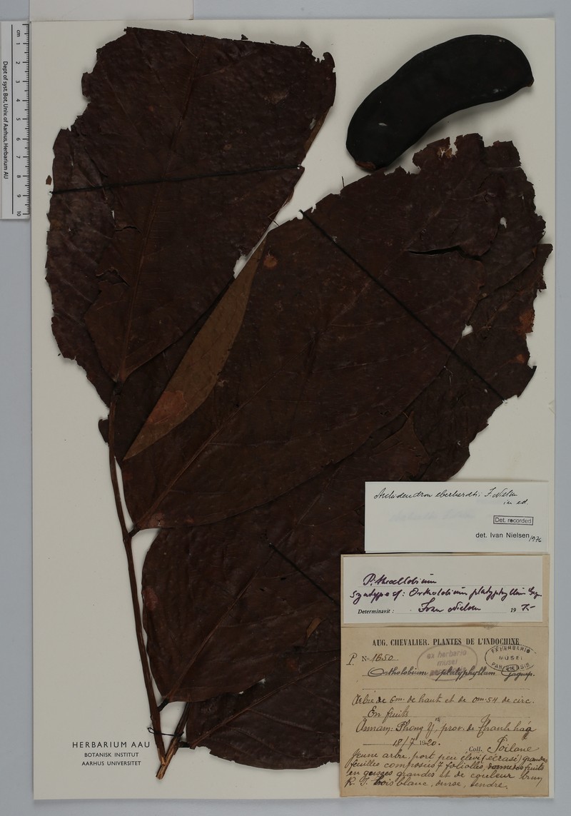 Archidendron eberhardtii
