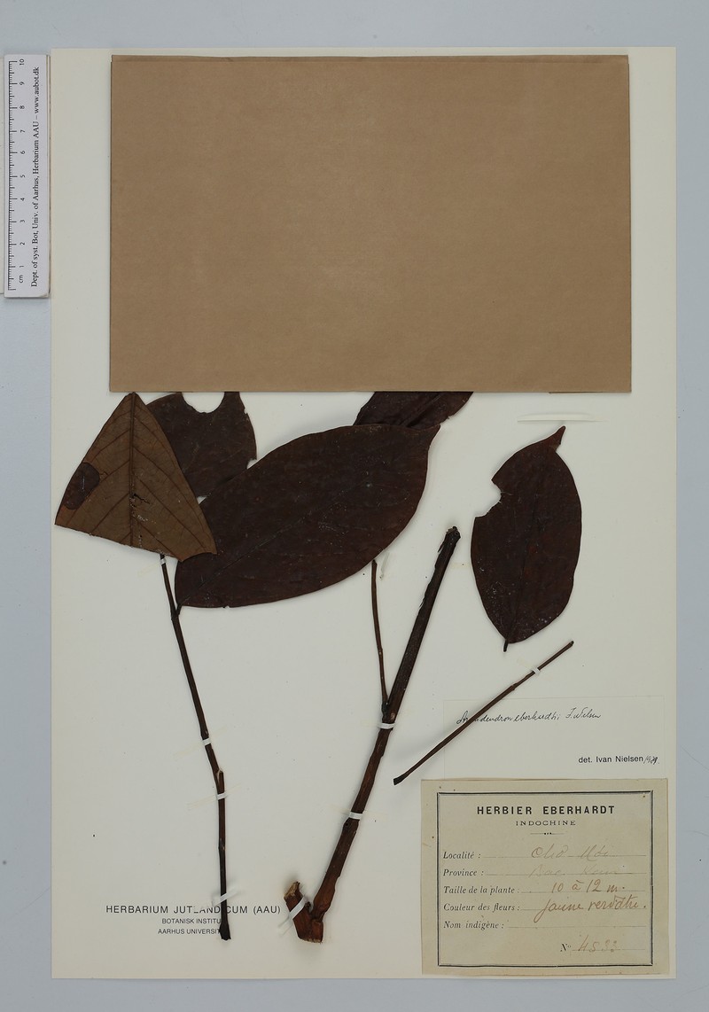 Archidendron eberhardtii photo 2