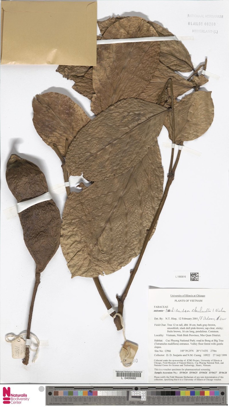 Archidendron eberhardtii photo 3