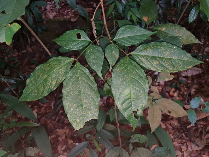 Archidendron ellipticum