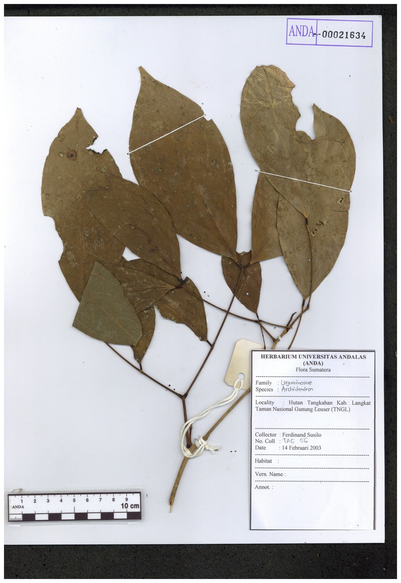 Archidendron ellipticum photo 2