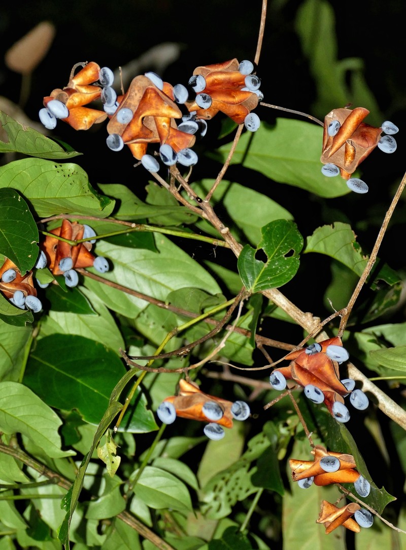 Archidendron ellipticum photo 4