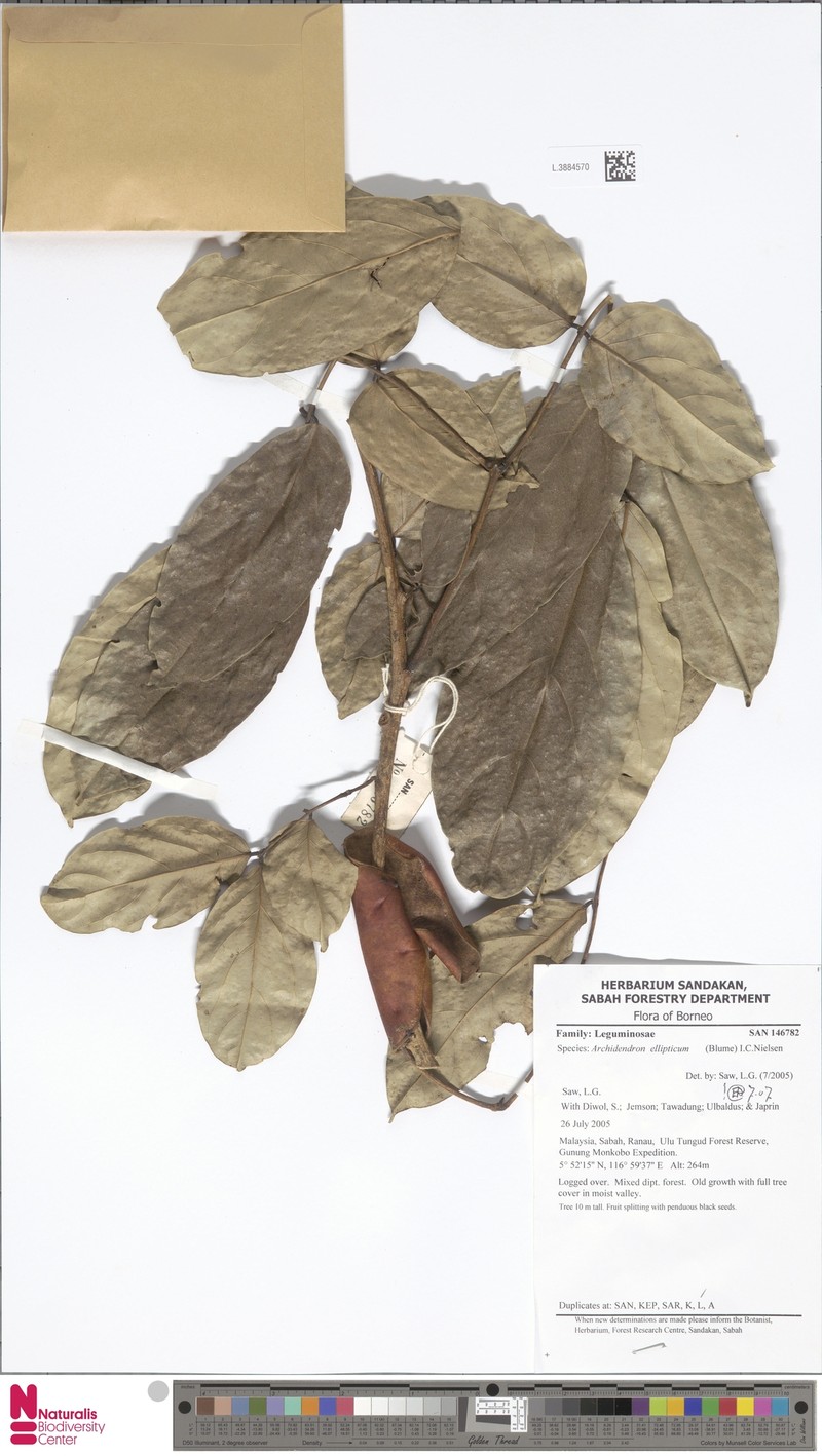 Archidendron ellipticum photo 5