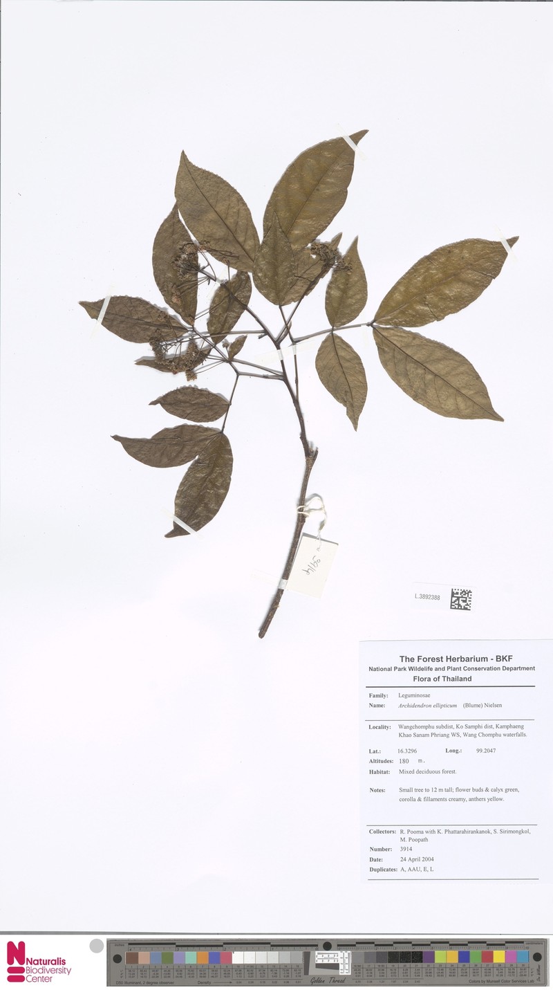 Archidendron ellipticum photo 6