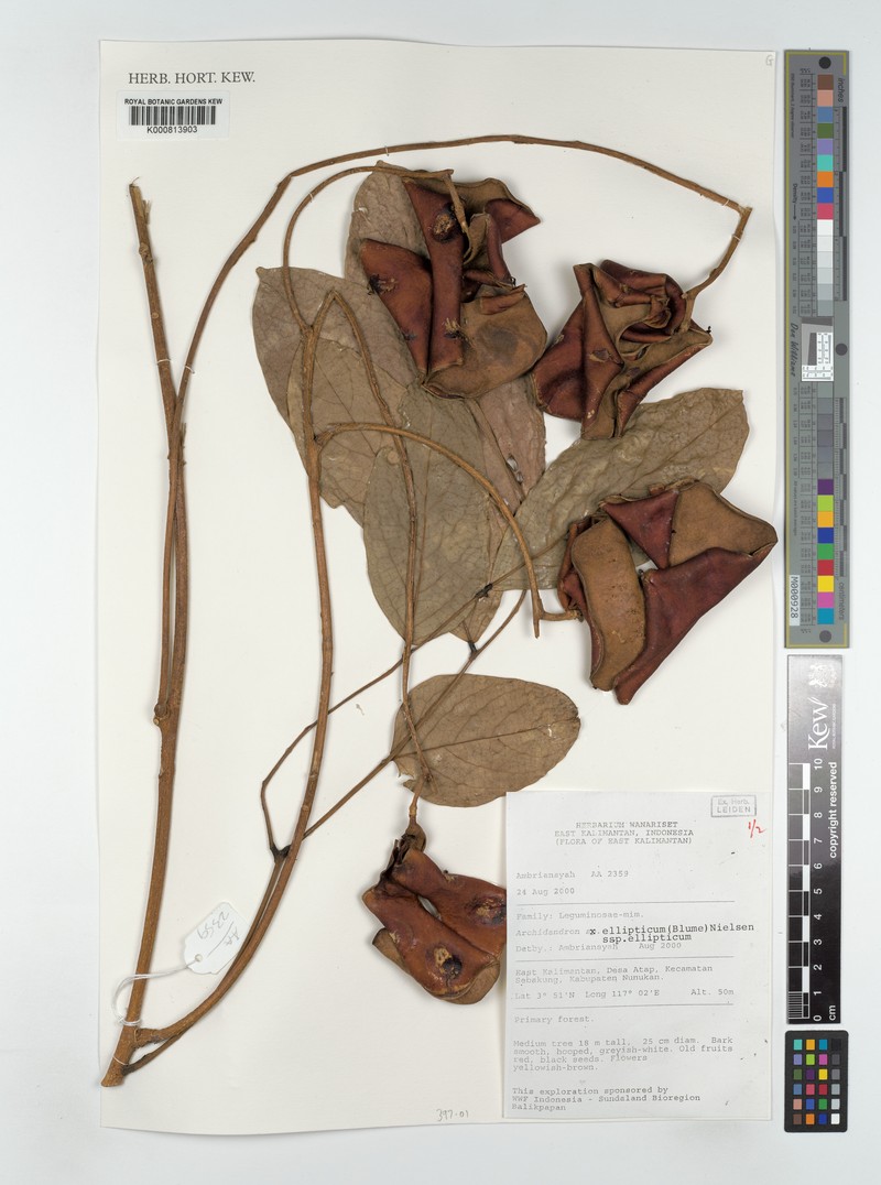 Archidendron ellipticum subsp. ellipticum