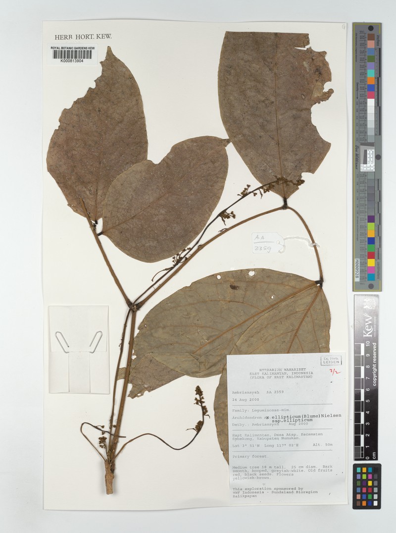 Archidendron ellipticum subsp. ellipticum photo 2