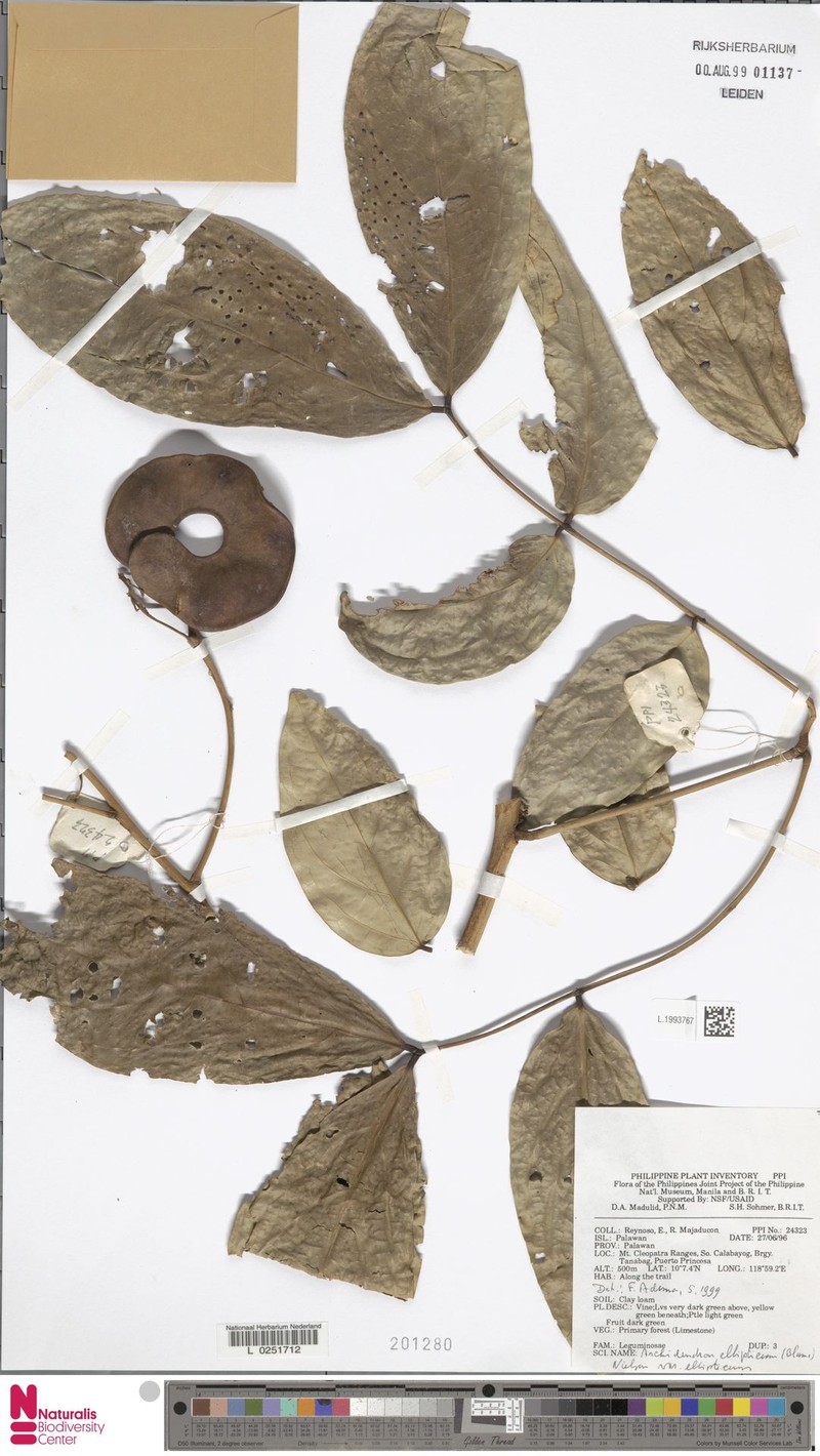 Archidendron ellipticum subsp. ellipticum photo 3