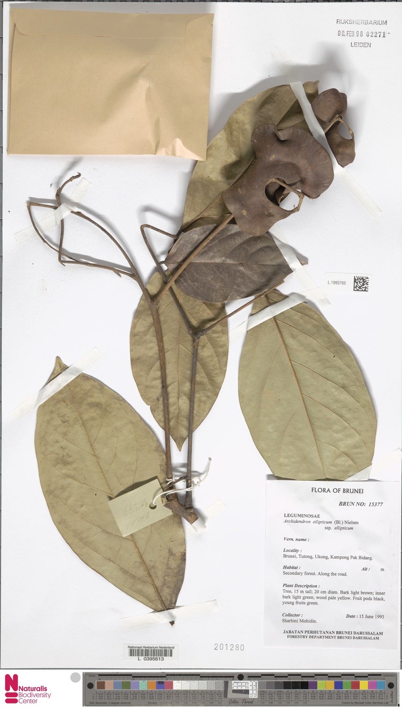 Archidendron ellipticum subsp. ellipticum photo 4