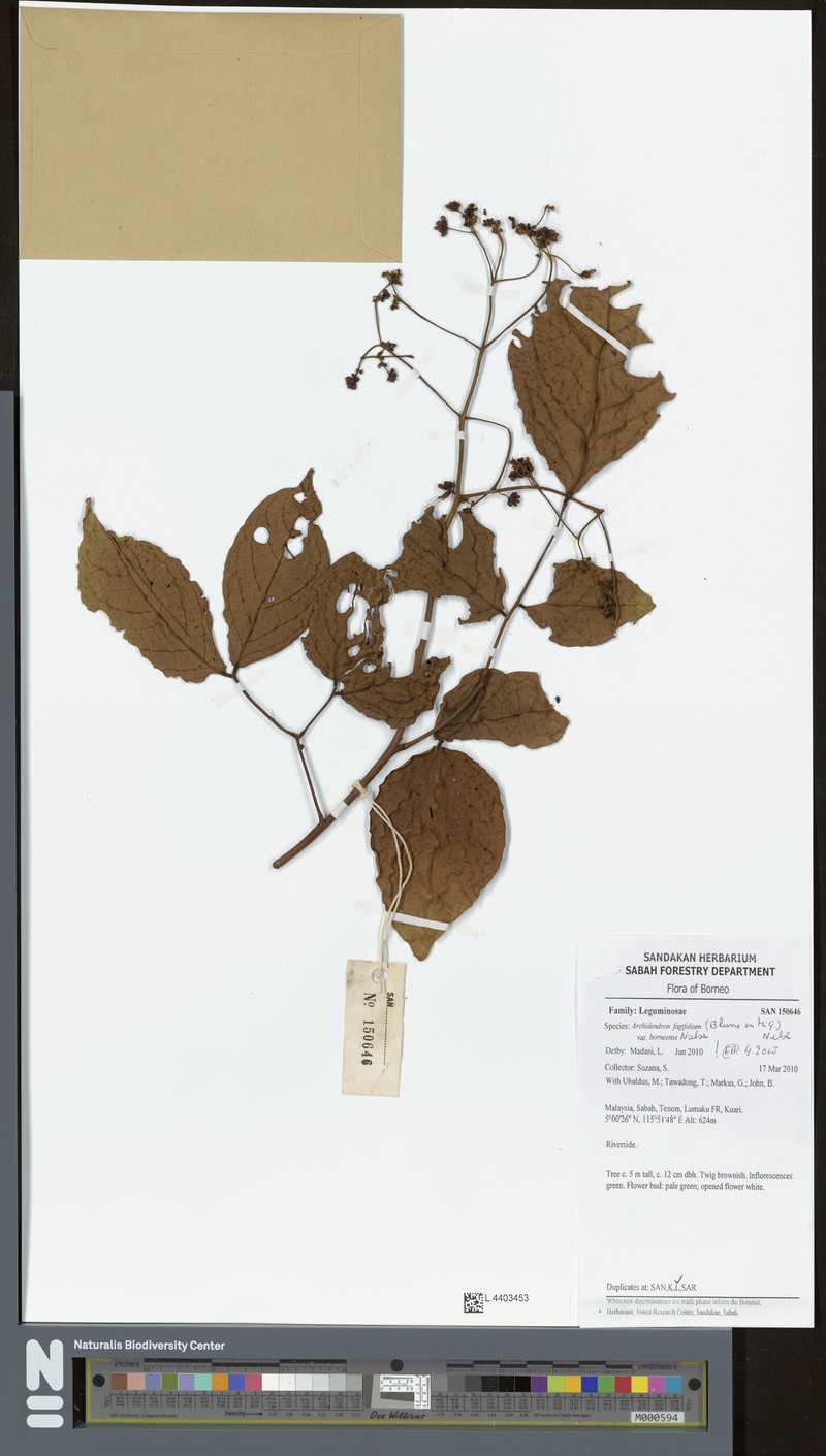 Archidendron fagifolium