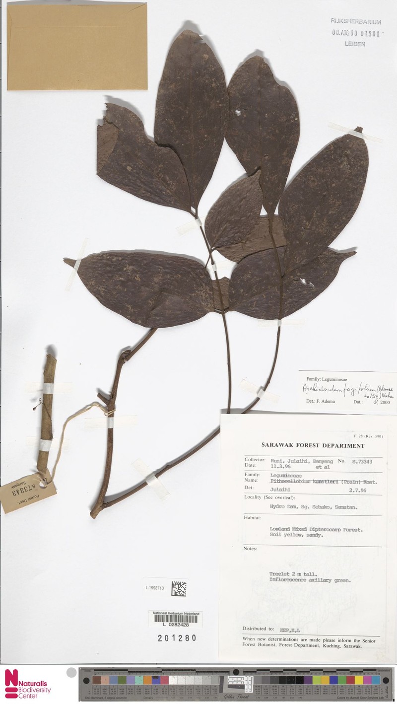 Archidendron fagifolium photo 2