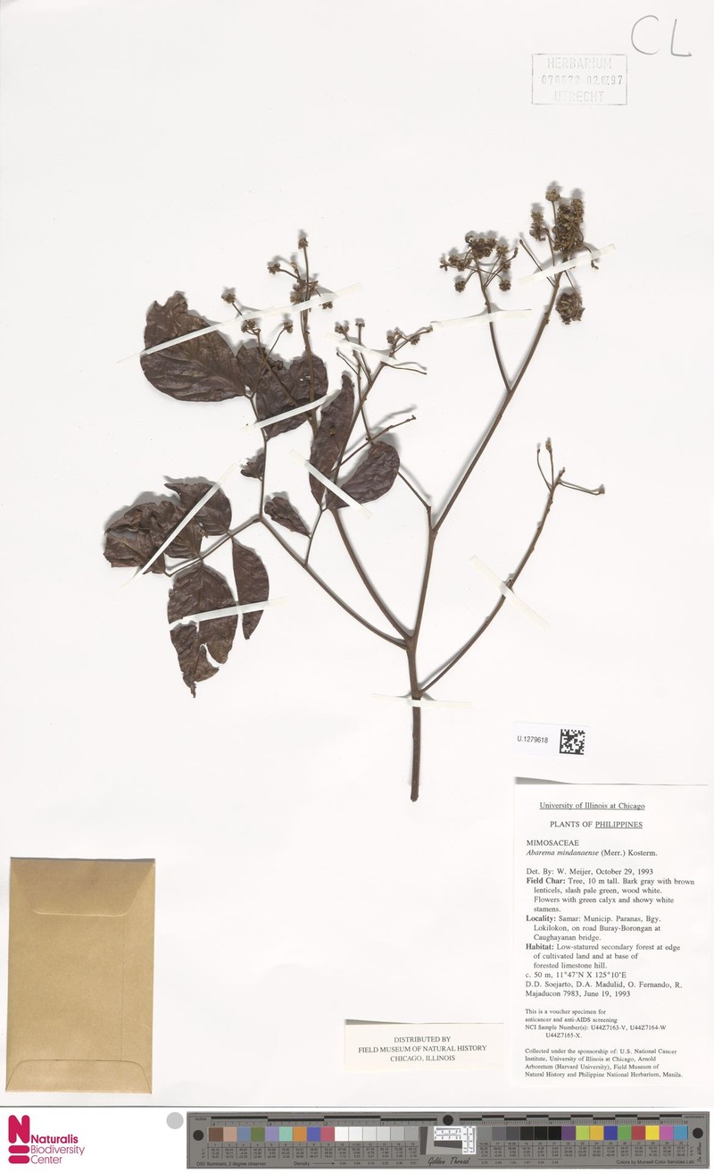 Archidendron fagifolium photo 3