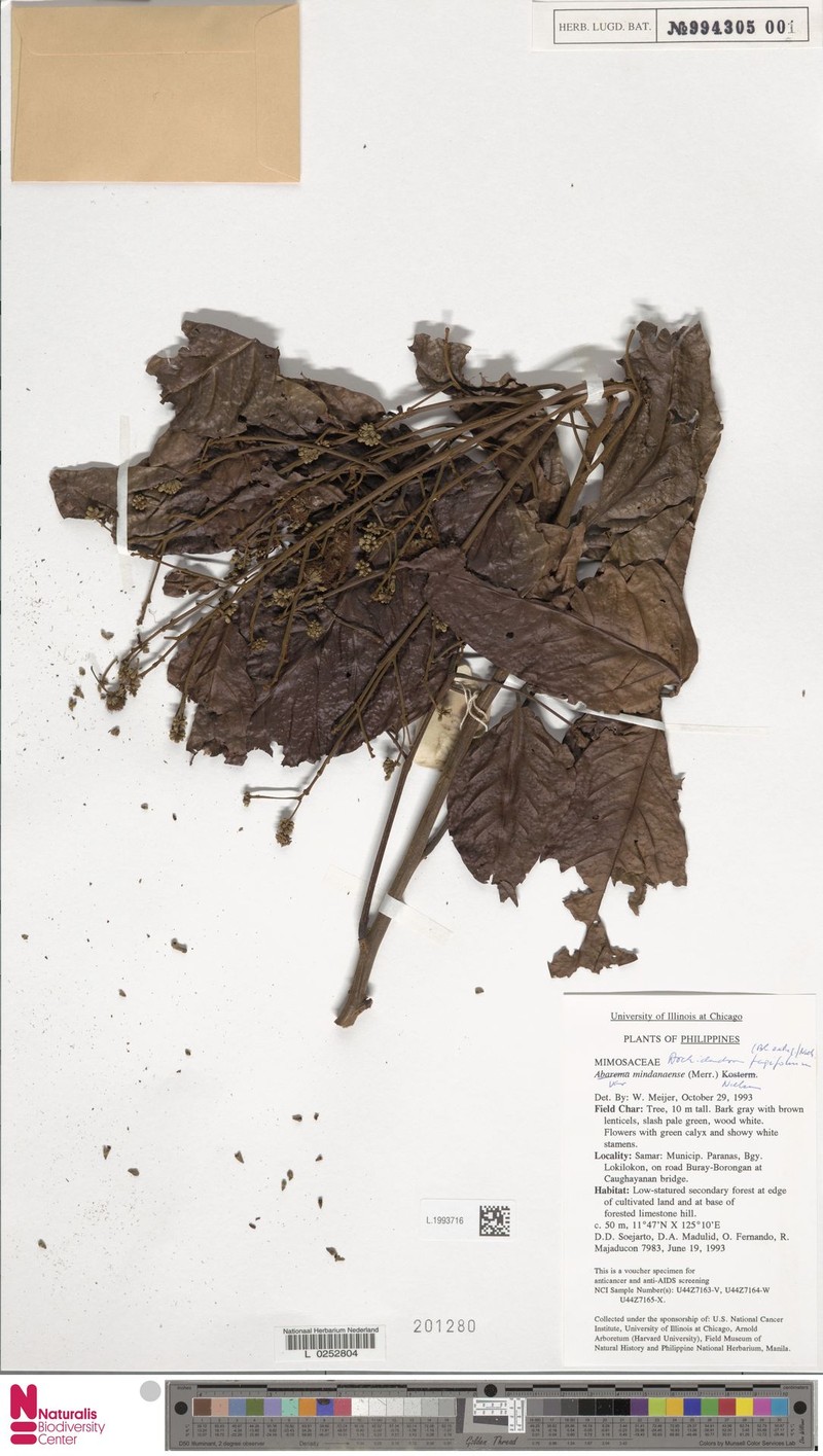 Archidendron fagifolium photo 4