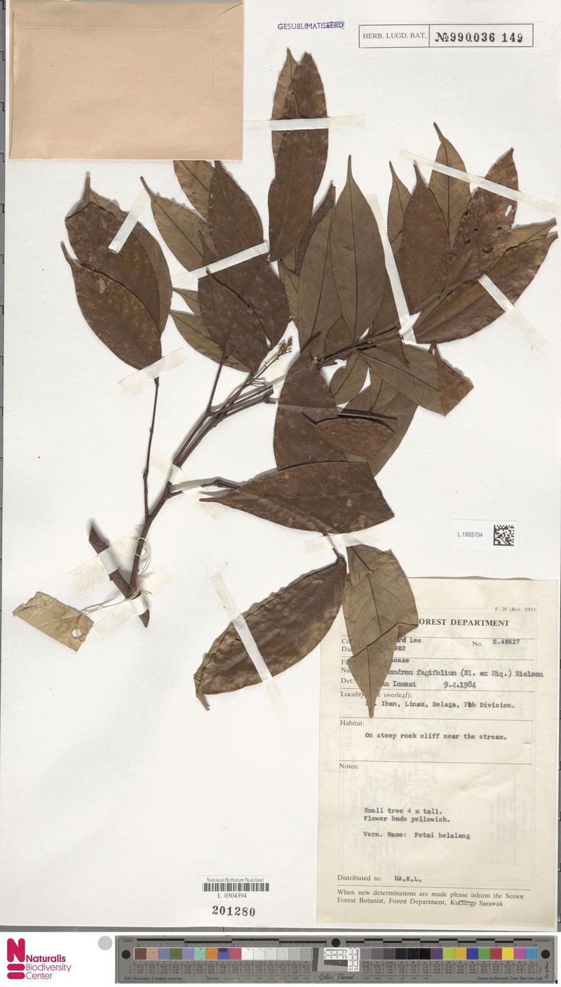 Archidendron fagifolium photo 6