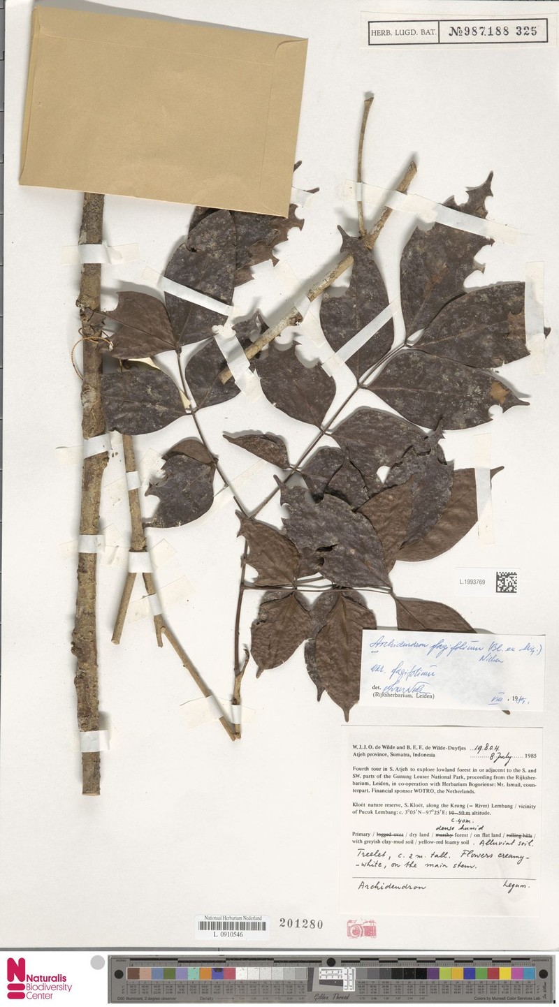 Archidendron fagifolium var. fagifolium