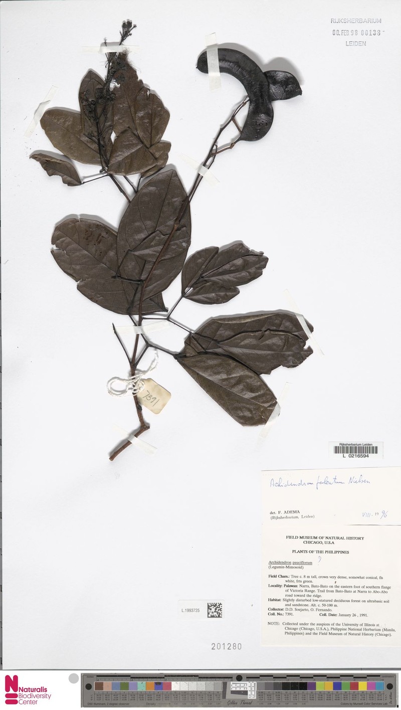 Archidendron falcatum