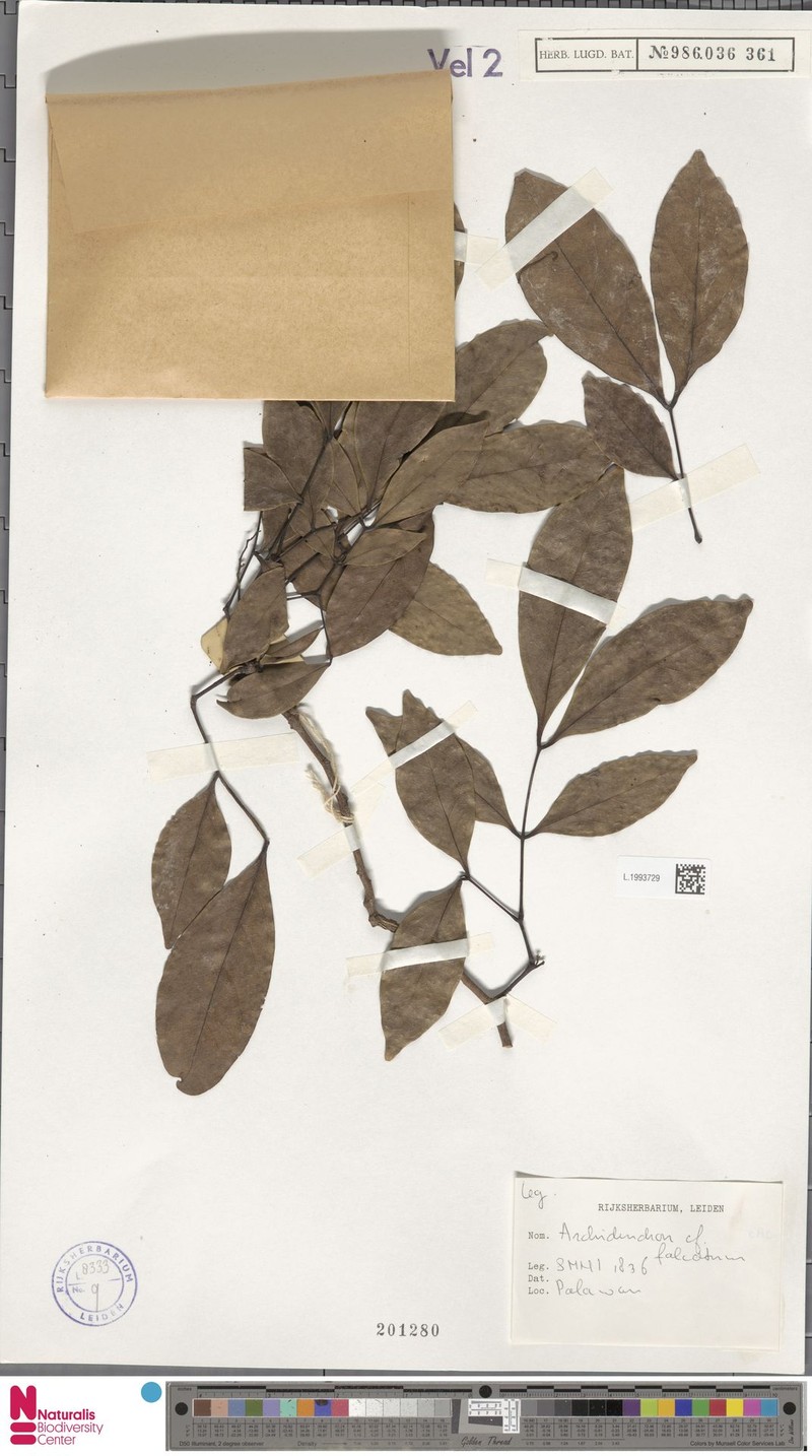 Archidendron falcatum photo 2