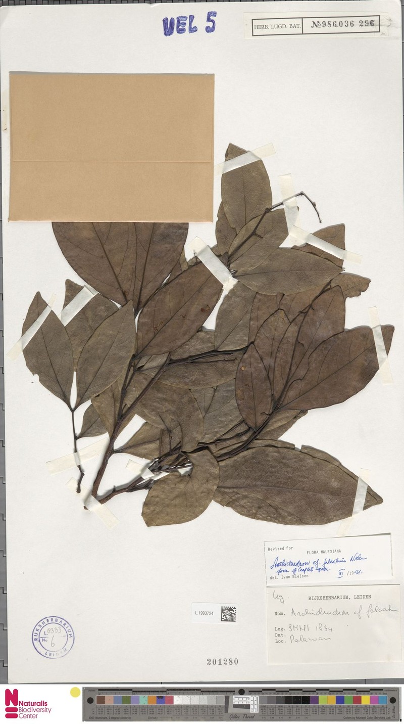 Archidendron falcatum photo 3