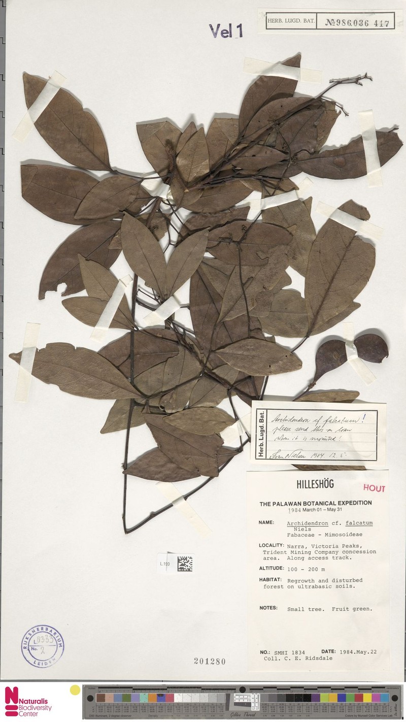Archidendron falcatum photo 4