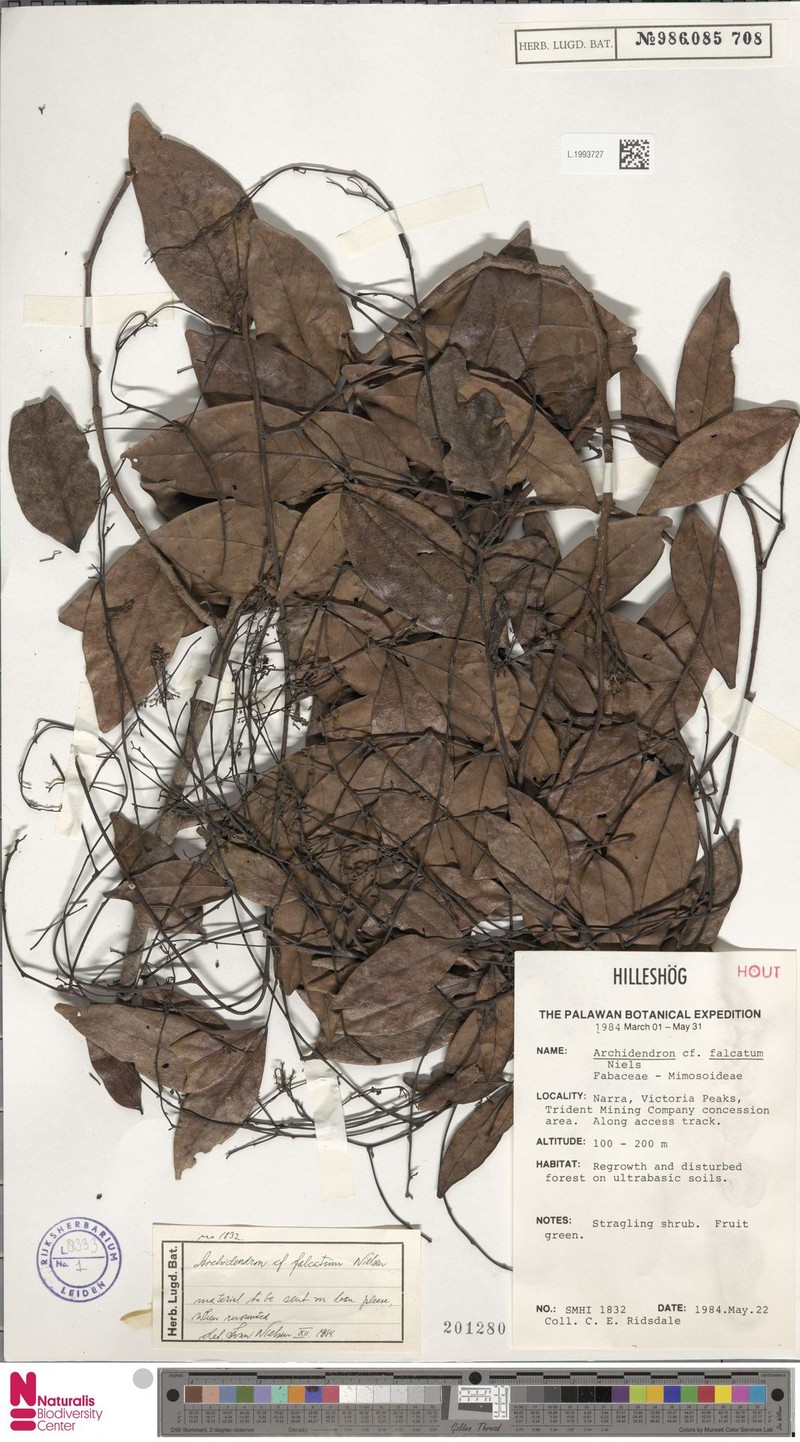 Archidendron falcatum photo 5