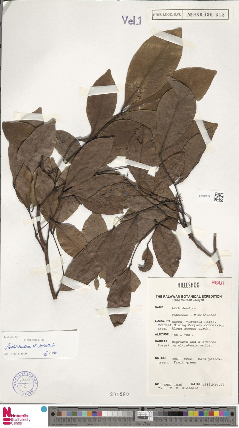 Archidendron falcatum photo 6