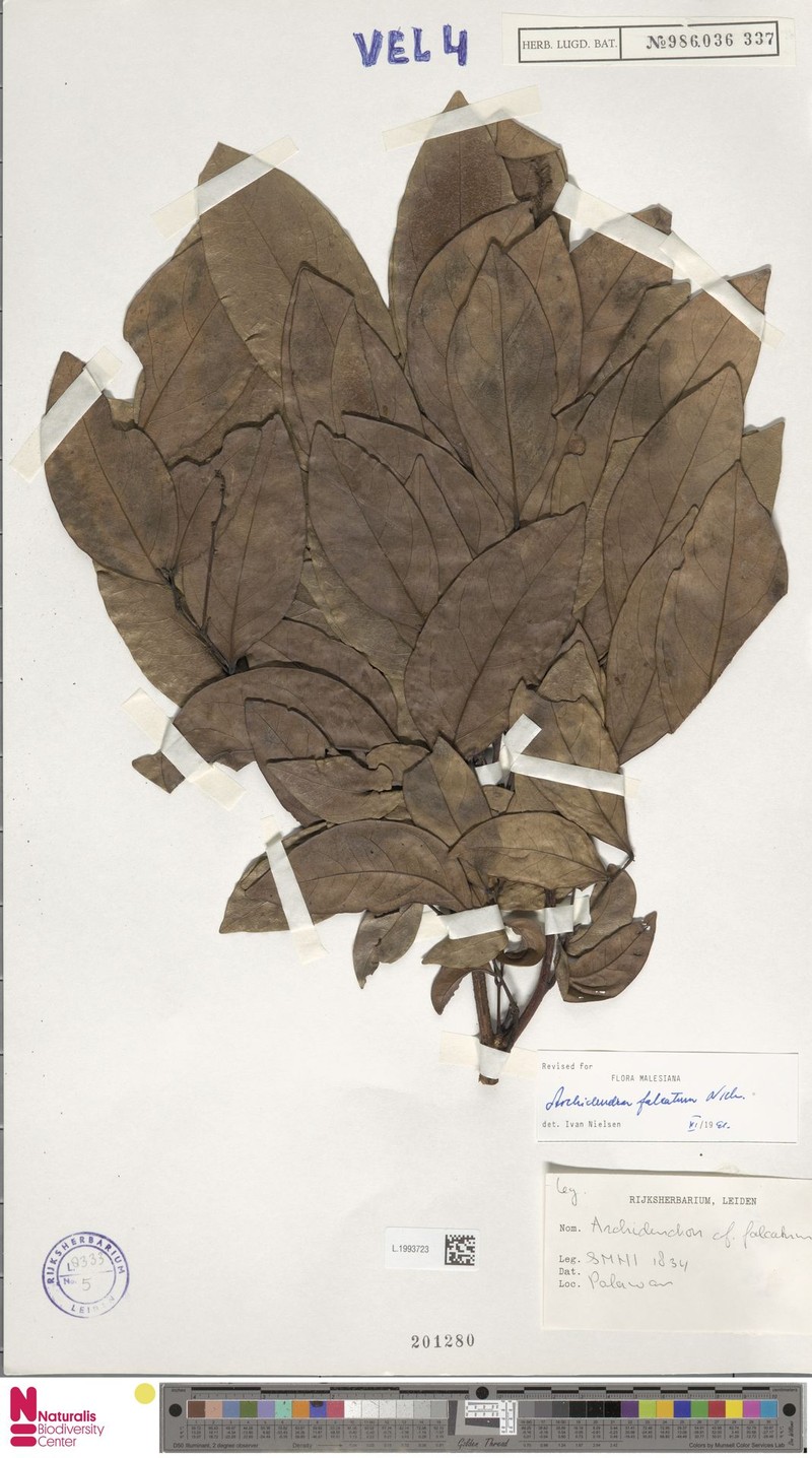 Archidendron falcatum photo 7